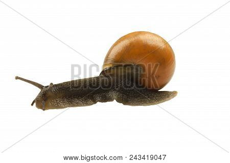 Forest Snail, Cepaea Nemoralis On A White Background