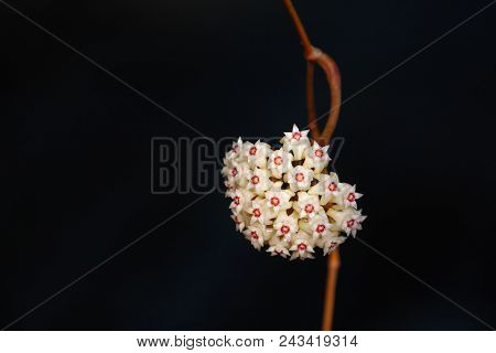 Beautiful Hoya Plant /waxplant (hoya Parasitica) On Black Background, Native To Asia