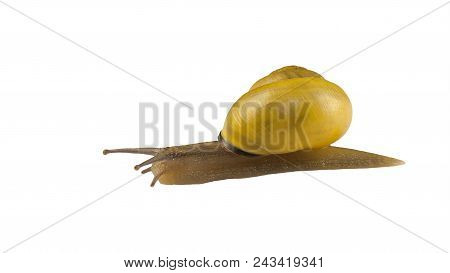 Forest Snail, Cepaea Nemoralis On A White Background