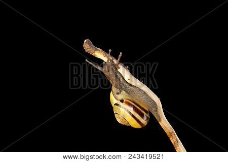 Striped Forest Snail, Cepaea Nemoralis Sits On The Branch