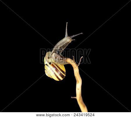 Striped Forest Snail, Cepaea Nemoralis Sits On The Branch