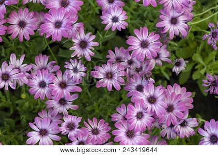 Purple Daisies In The Garden