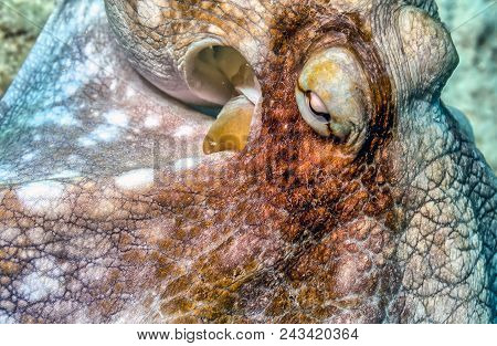 Caribbean Reef Octopus,octopus Briareus Is A Coral Reef Marine Animal.