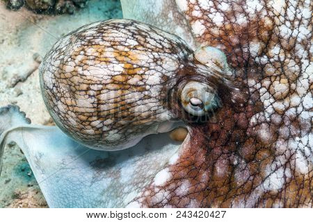 Caribbean Reef Octopus,octopus Briareus Is A Coral Reef Marine Animal.