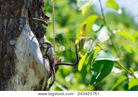 Side View Of The Tree With Hollow And Small Titmouse Nestling Inside. Tree Is Polluted With Ropes, W
