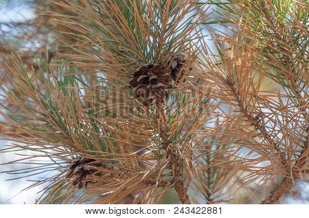 Cones On The Pine. Pine For Half Withered.