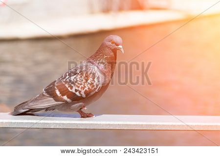 Pigeon Stands On A Fence Against The Backdrop Of A Lake, Dove On A Sunset Background