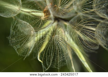 White Hairy Meadow Salsify Seeds - Closeup