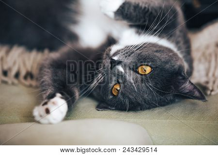 My Lovely Gray Cat Portrait In My Bad Room