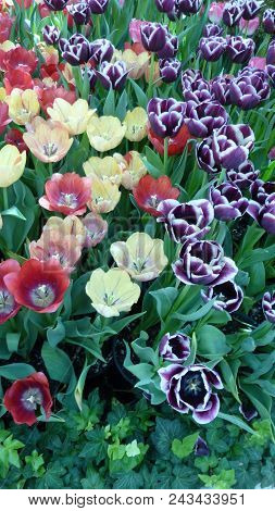 This Is An Image Taken Of A Tulip Garden