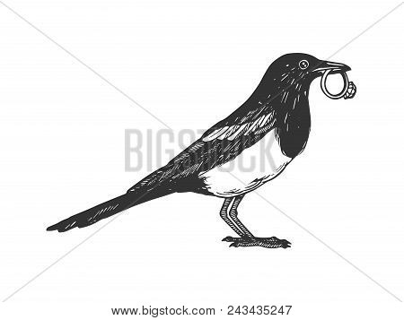 Magpie Bird With Golden Ring Animal Engraving Vector Illustration. Scratch Board Style Imitation. Bl