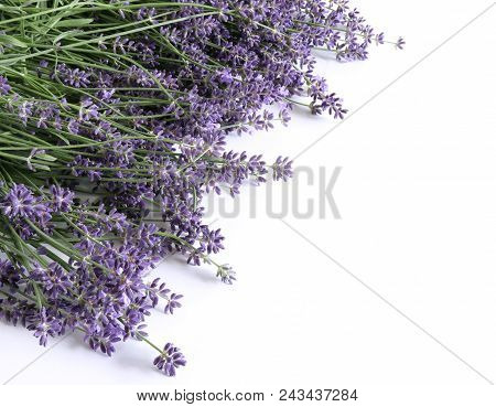 Styled Stock Photo. Decorative Still Life Floral Composition. Fresh Flowers Of Lavender Isolated On 