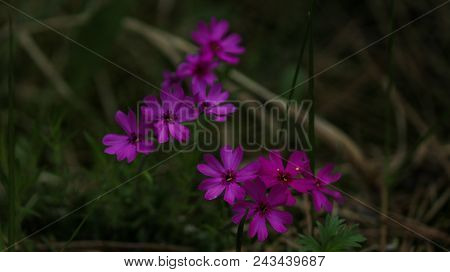 Purple Flowers - Nature Bound Photography By Eric Fabian