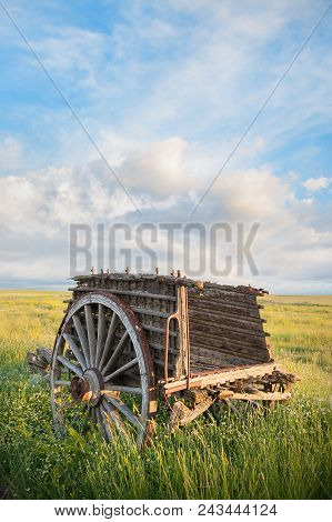 Ox Cart In The Field With Sunset Light