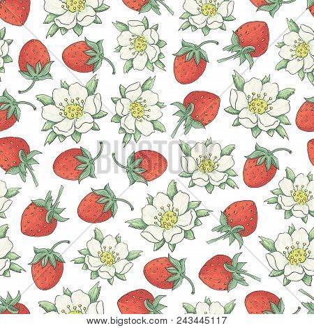 Vector Floral Seamless Pattern With Hand Drawn Flowers And Berries Of Srawberry On A White Backgroun