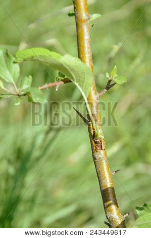 Wild Fruit Tree Before Vaccination In Summer 2018
