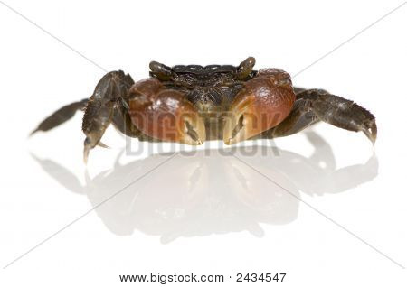 Bidens odzyskanych czerwony krab - Perisesarma