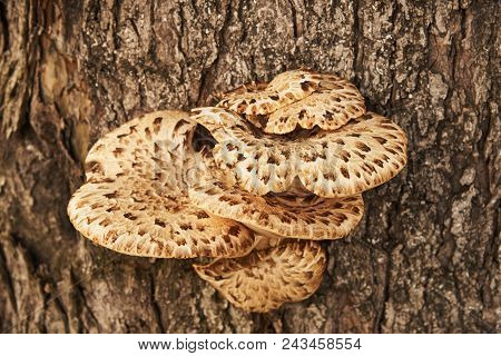 Parasites Fungi (trout Flake; Latin Polýporus Squamósus) Grew On The Trunk Of A Tree