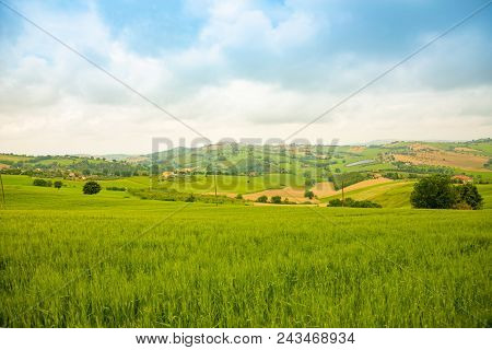 Rural Landscape At Summer Fields In Italian Province Of Ancona, Italy