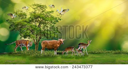 Concept Nature Reserve Conserve Wildlife Reserve Tiger Red Cow Deer Global Warming Food Loaf Ecology