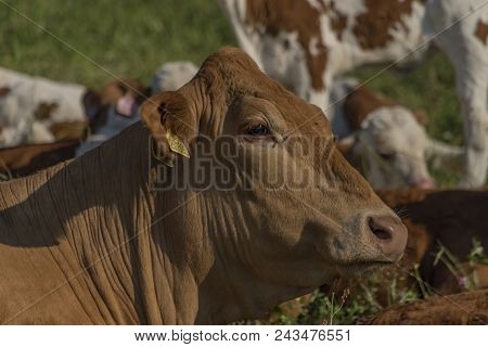 Cows With Brown Head On Green Meadow In Krkonose Mountains