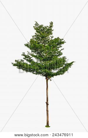 Tree Isolated On White Background. Object Element For Design. The Collection Of Trees. With Clipping