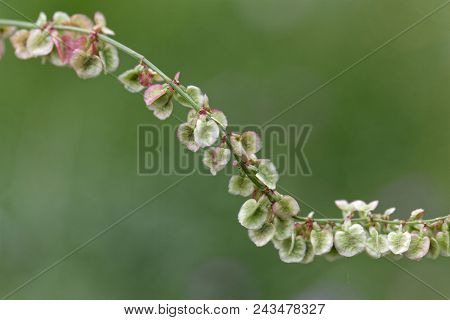 Fruits Of Garden Sorrel (rumex Acetosa)
