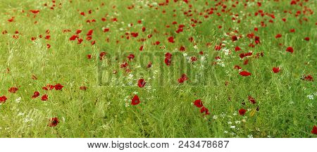 Meadow Covered With Flowers. Bright Red Poppies And Whight Bells On A Background Of Green Grass.