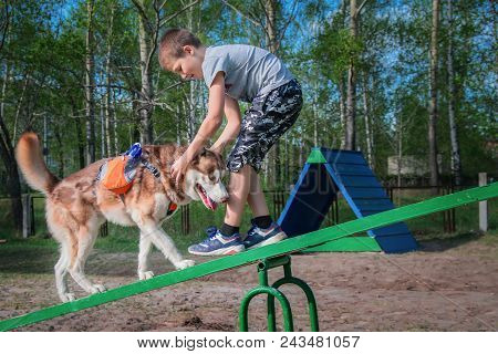 Caucasian Boy Trains The Red Husky Dog To Walk On Teetertoter Swing. Siberian Husky Training Agility