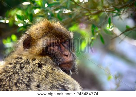 Close Up Of A  Barbary Macaque, Also Known As The Barbary Ape, On The Rock Of Gibraltar.