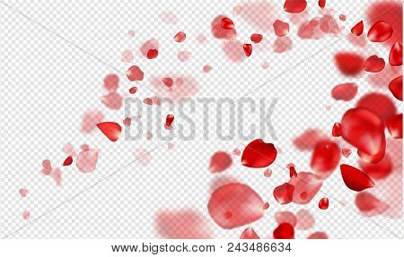 Falling Red Rose Petals On A Transparent Background.vector Illustration.