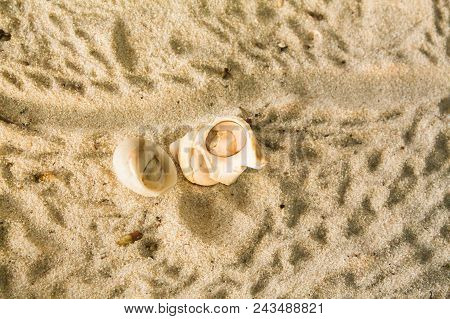 Hermit Crab On The White Beach, Phuket Thailand,anomura,paguroidea.