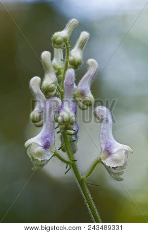 White Monkshood (aconitum Alboviolaceum). Close Up Image Of Flowers.