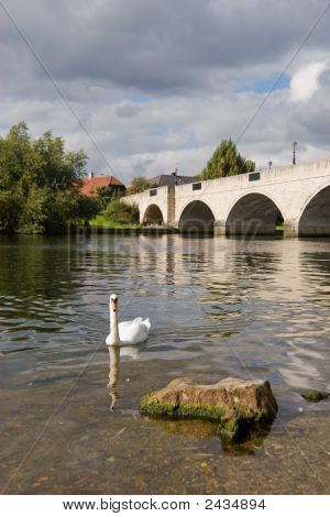 Cigno sul fiume