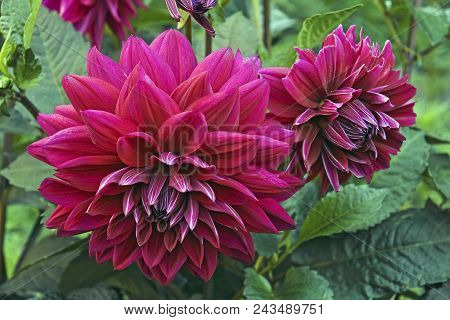 Garden Dahlia Flowers (dahlia X Cultorum). Close Up Image Of Flowers.