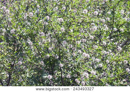 Chinese Buttonbush (adina Rubella). Known As Glossy Adina Also.