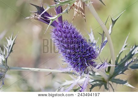 Leavenworth's Eryngo Flower.