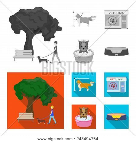 Walking With A Dog In The Park, Combing A Dog, A Veterinarian Office, Bathing A Pet. Vet Clinic And 
