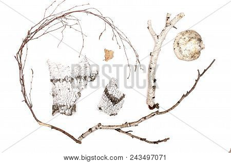 Birch Branches, Bark And Sticks With Shelf Fungus(chaga) Isolated On White Background. Birch Parts N