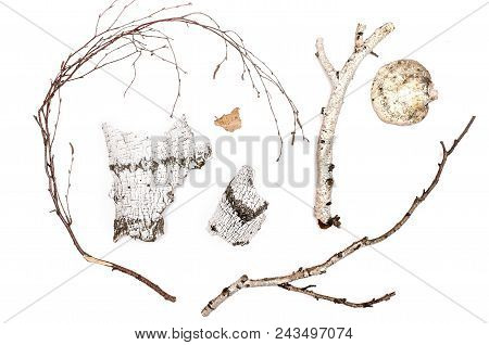 Birch Branches, Bark And Sticks With Shelf Fungus(chaga) Isolated On White Background. Birch Parts N