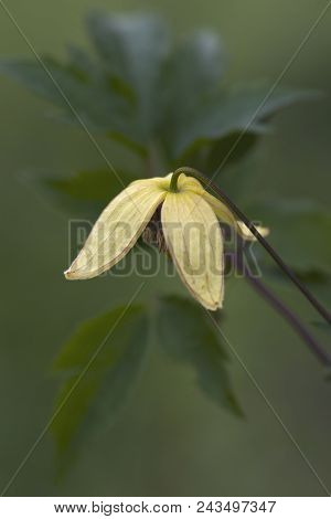 Korean Clematis Flower.