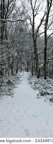 Snowy Path In Shotover Country Park, Oxfordshire