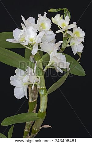 Noble Dendrobium (dendrobium Nobile). Close Up Image Of Flowers.