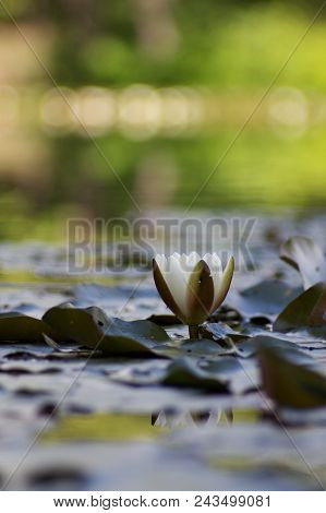 White Nymphaea (nymphaea Alba L.) Is A Aquatic Plant Of The Water Lily, It Is A Perennial, Ornamenta