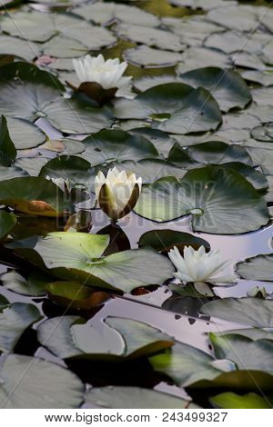 White Nymphaea (nymphaea Alba L.) Is A Aquatic Plant Of The Water Lily, It Is A Perennial, Ornamenta