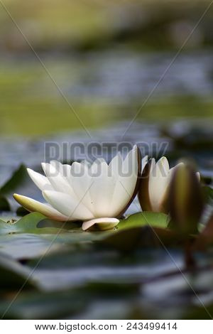 White Nymphaea (nymphaea Alba L.) Is A Aquatic Plant Of The Water Lily, It Is A Perennial, Ornamenta