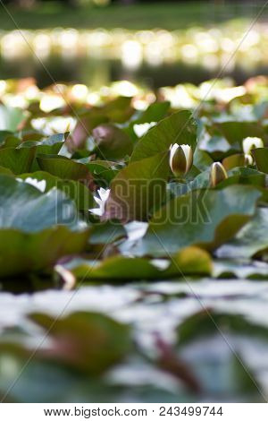 White Nymphaea (nymphaea Alba L.) Is A Aquatic Plant Of The Water Lily, It Is A Perennial, Ornamenta