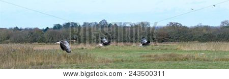 Three Geese Flying In Line At Rspb Otmoor, Oxfordshire