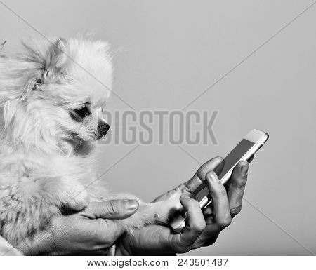 Cute Pomeranian Dog Or Puppy Pet, With Fawn Coat Using Smartphone, Mobile Phone, In Cute, Faux Fur C