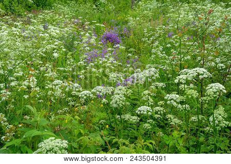 Beautiful Summer Landscape With Blooming Meadow Flowers. Wild Flowers.beautiful Wild Bell-purple Bel
